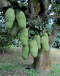 cempedak 